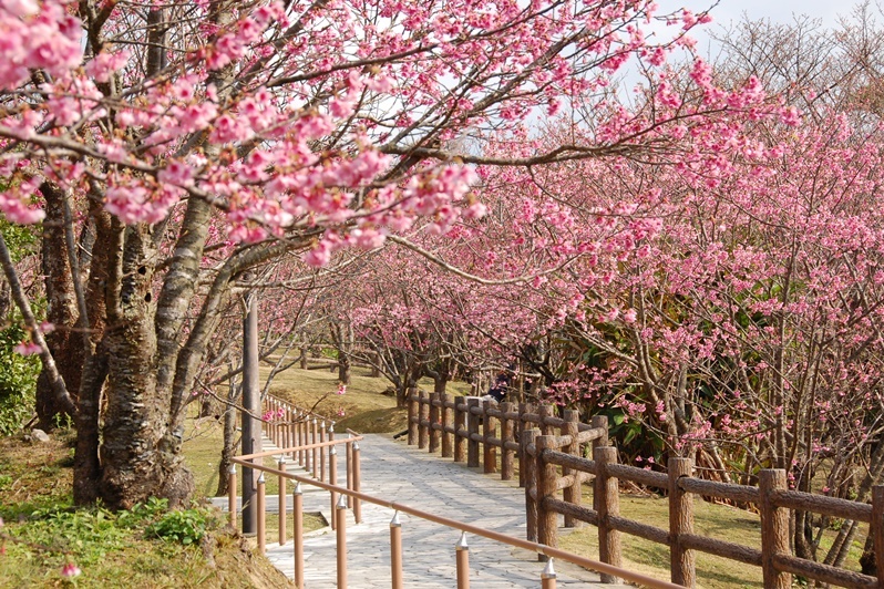 【2019】沖繩賞櫻攻略，嚴選6處｜名護櫻花祭