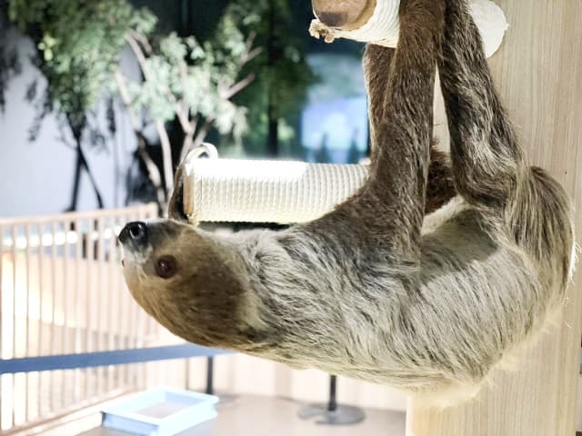 DMM Kariyushi水族館的超萌樹懶(圖片取自Photo AC)