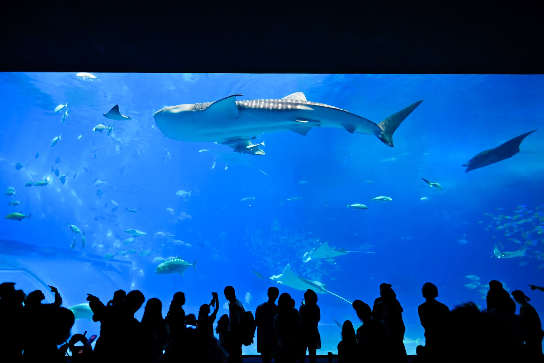 美麗海水族館的大鯨魚 （圖片取自Photo AC）