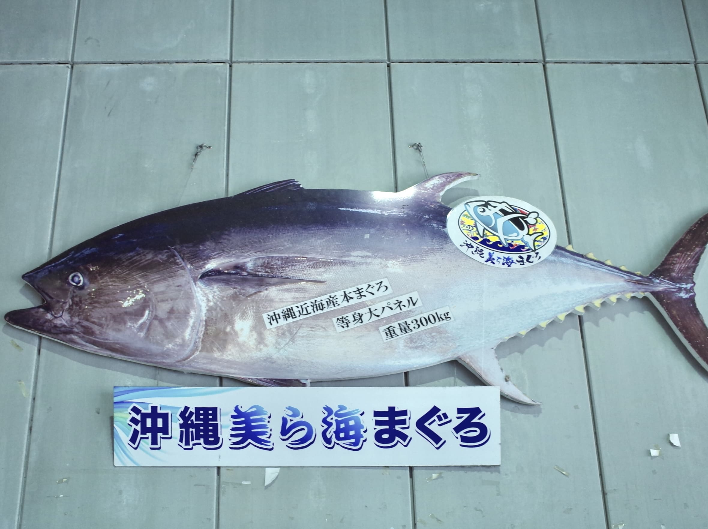 沖繩鮪魚約重300公斤
