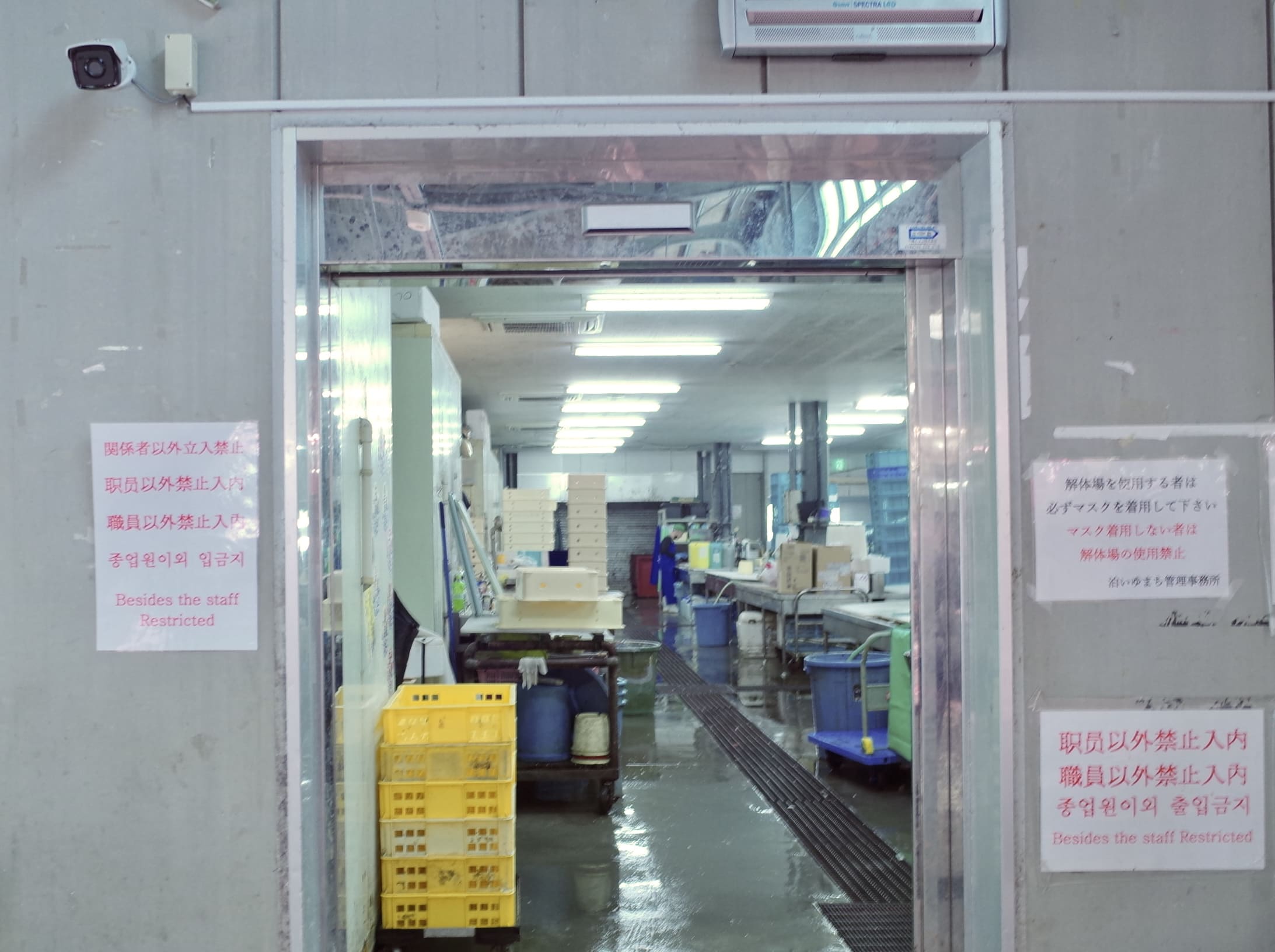 泊港漁市場鮪魚解體場,可以看到鮪魚被解體的樣子