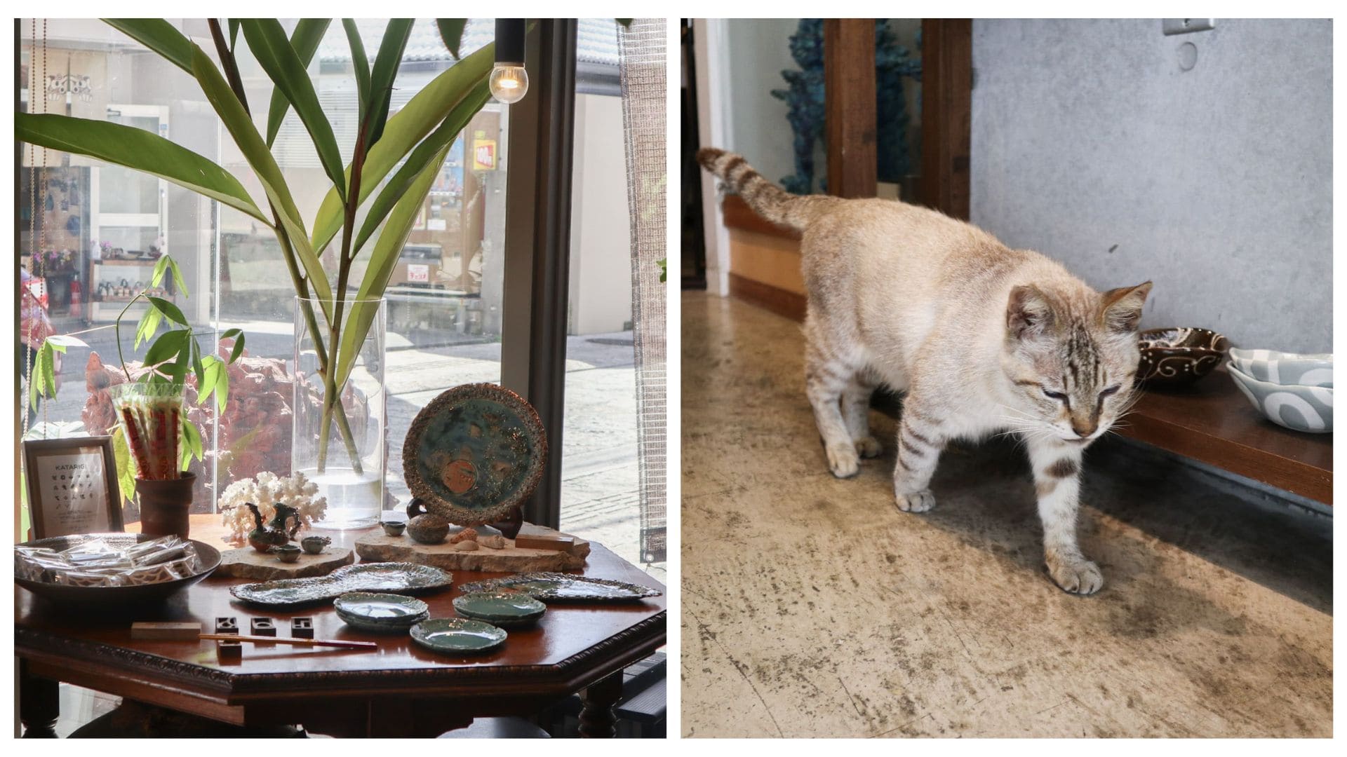 壺屋通咖啡廳UCHINA CAFÉ BUKU-BUKU的內部和店裡的貓咪