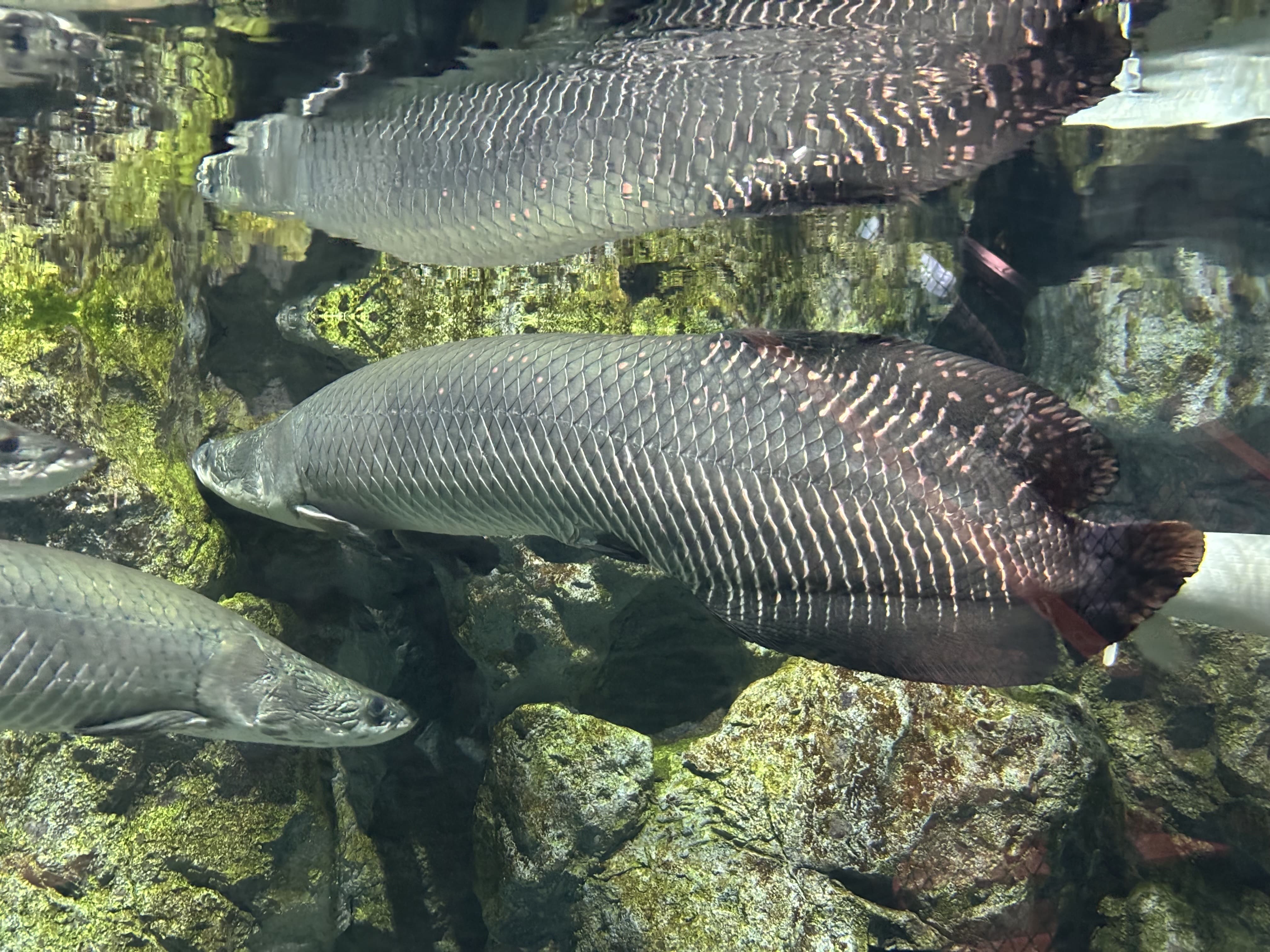 巨骨蛇魚
