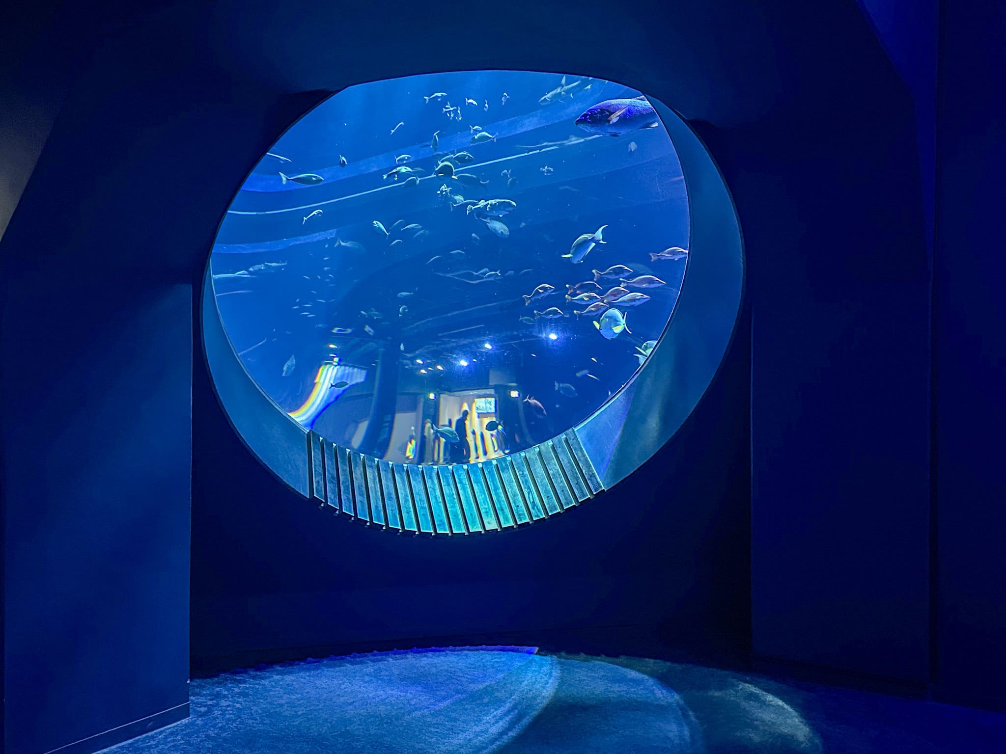 DMM Kariyushi水族館最知名的拍照打卡圓窗