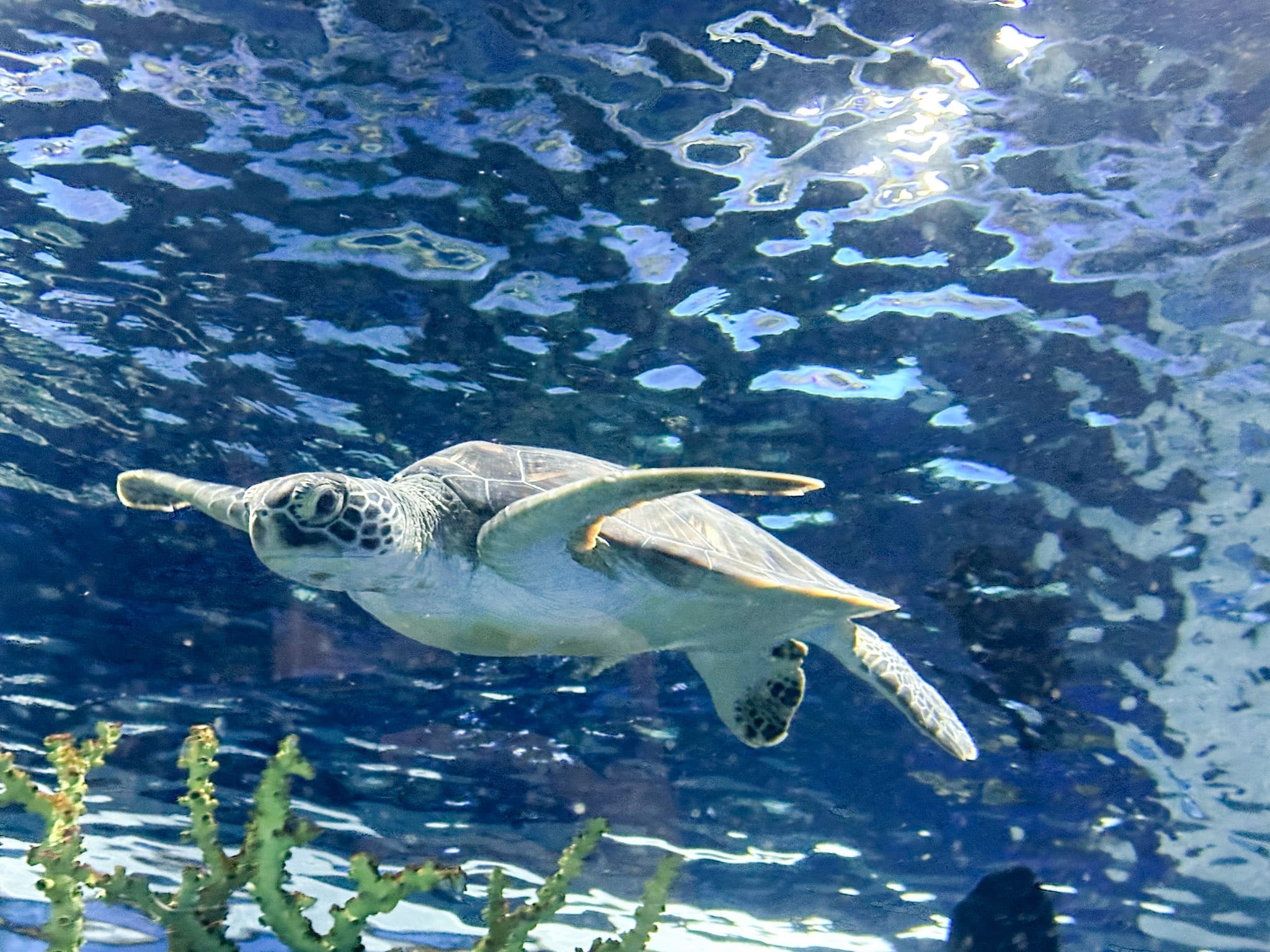 DMM Kariyushi水族館的海龜