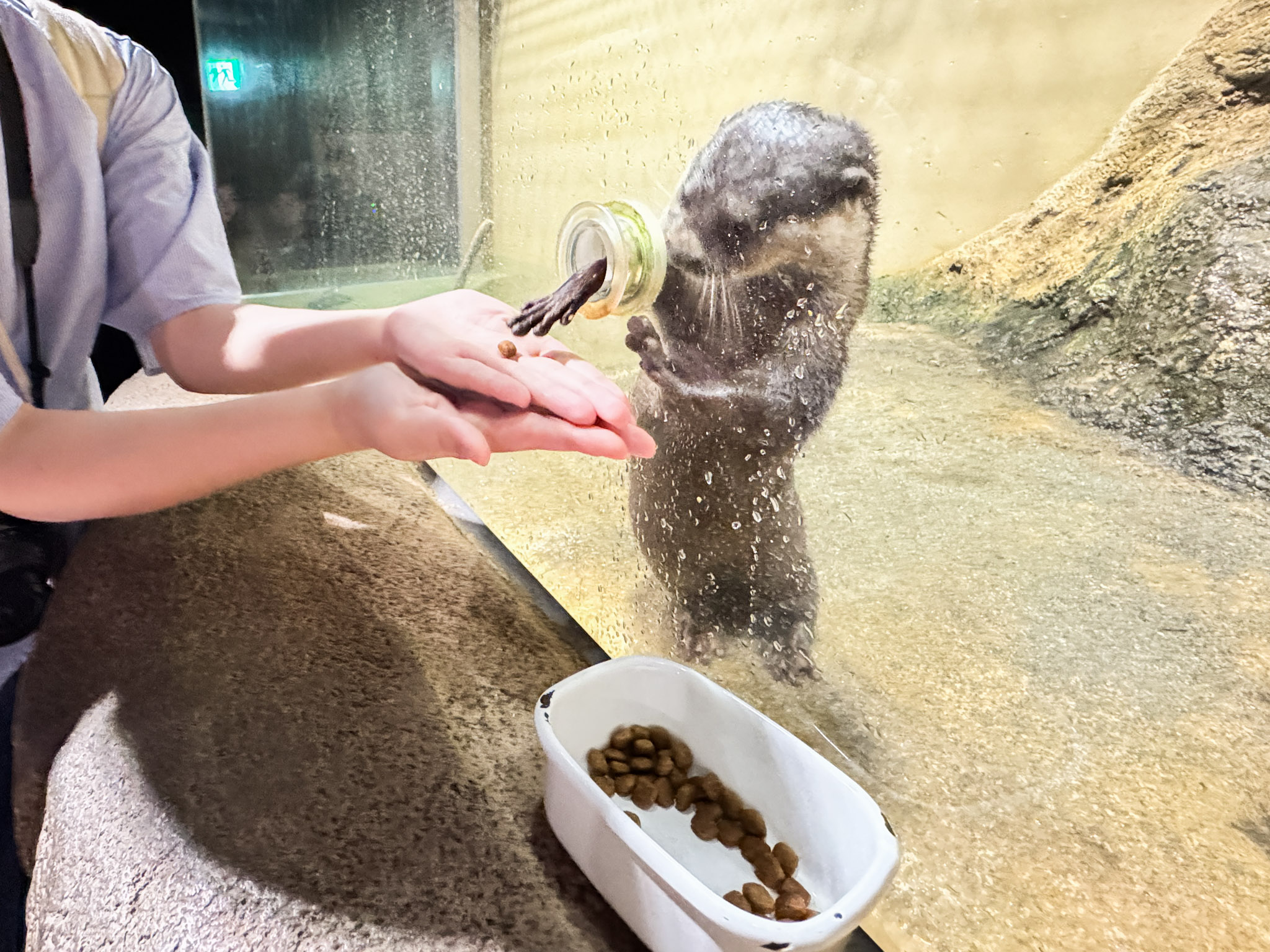 DMM Kariyushi 水族館餵食水獺體驗