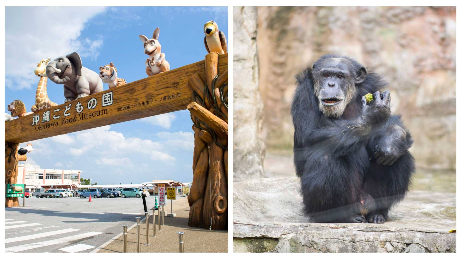 沖繩兒童王國有 150 多種動物，包括琉球特有種和來自世界各地的珍奇動物。