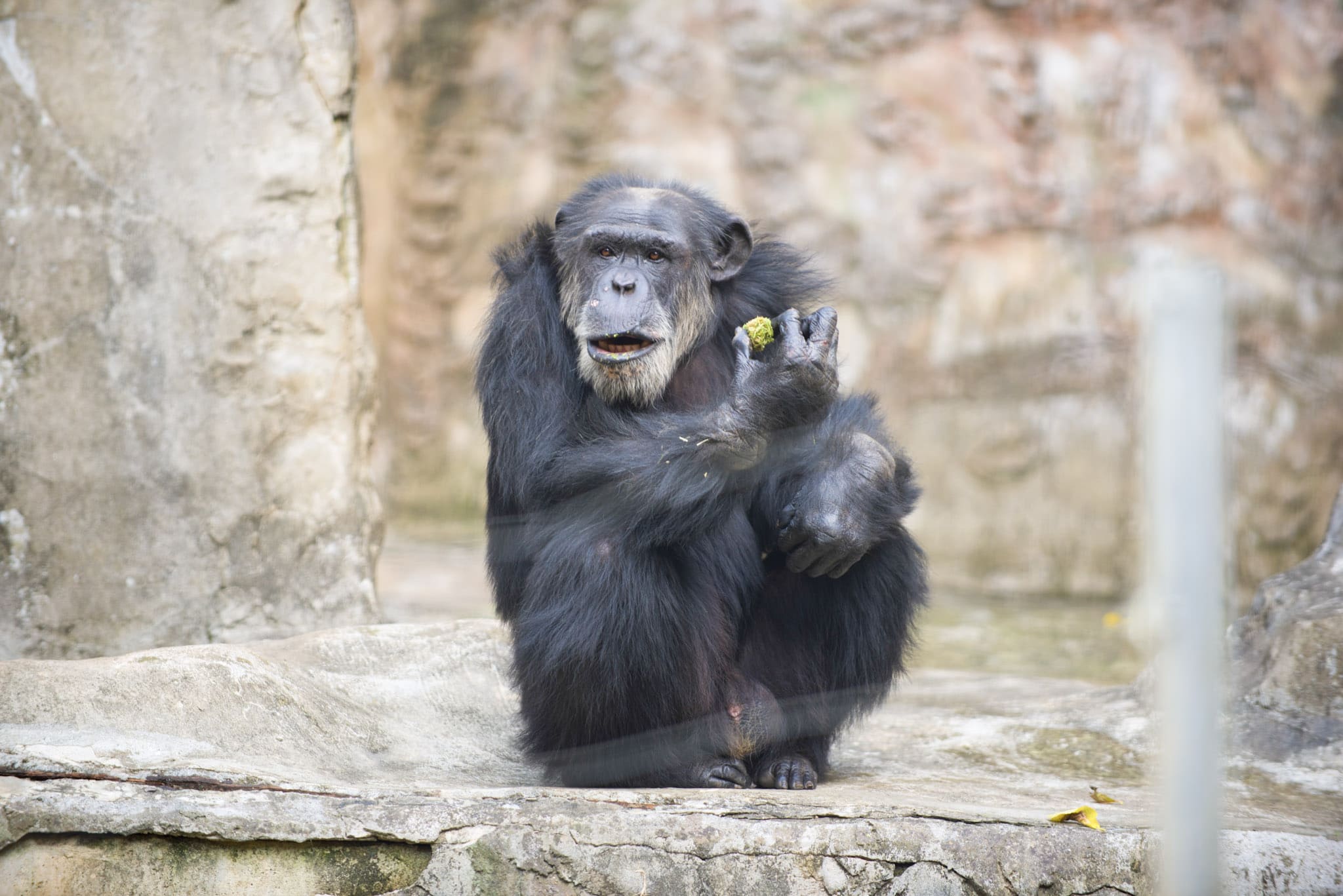  沖繩兒童王國飼養了超過150種和1,000 多隻動物