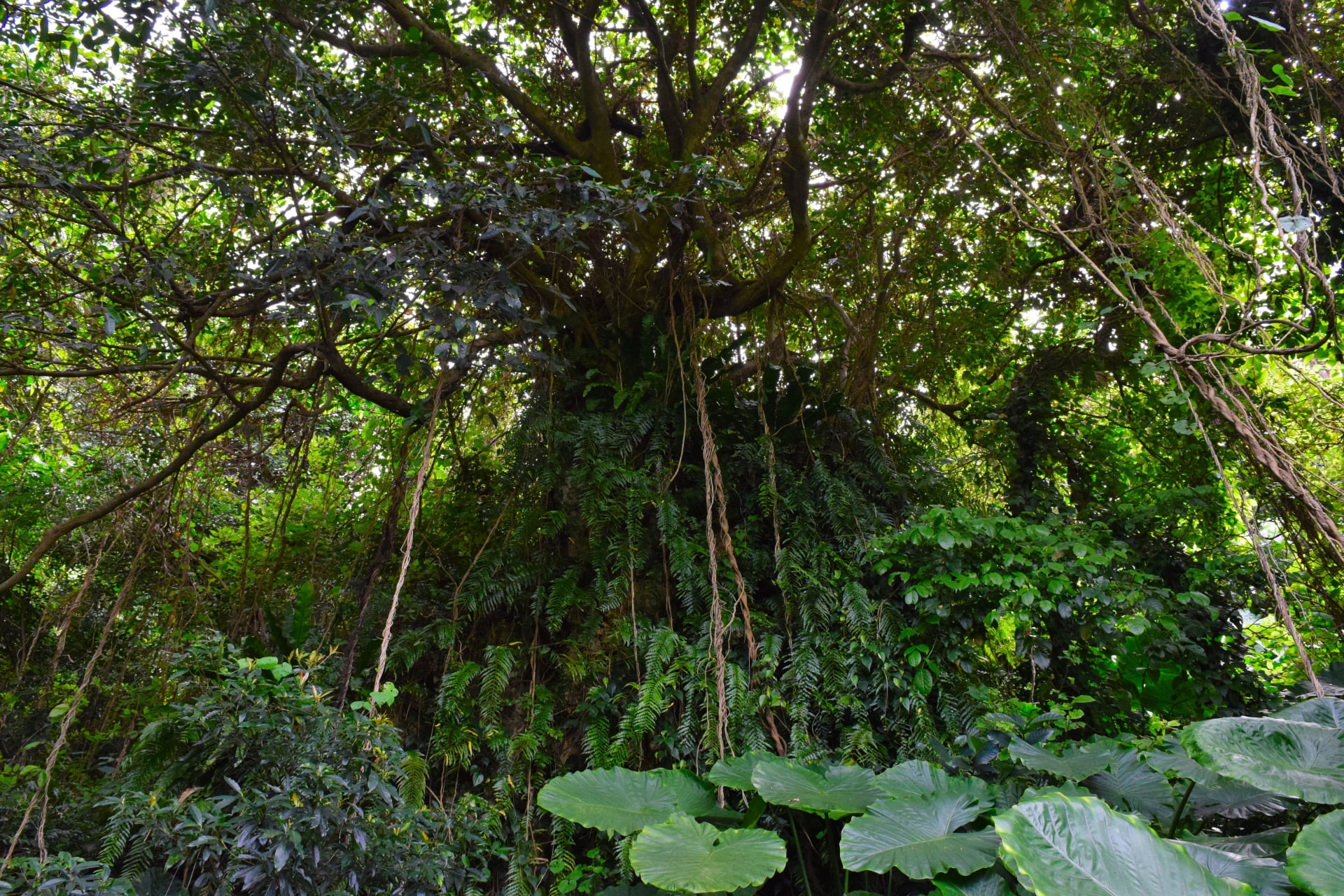 佔地約 19 公頃的末吉公園,就像一個小小熱帶叢林