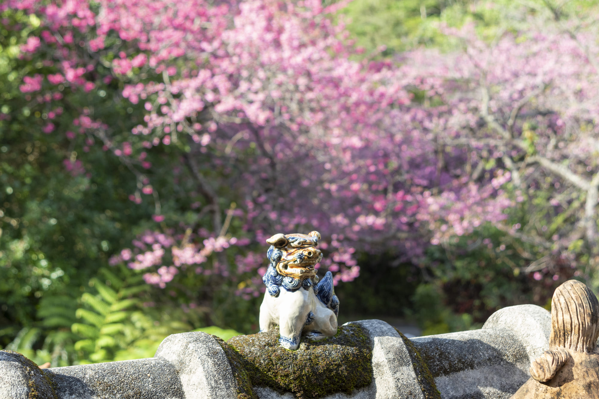 沖繩風獅爺和沖繩寒緋櫻同框