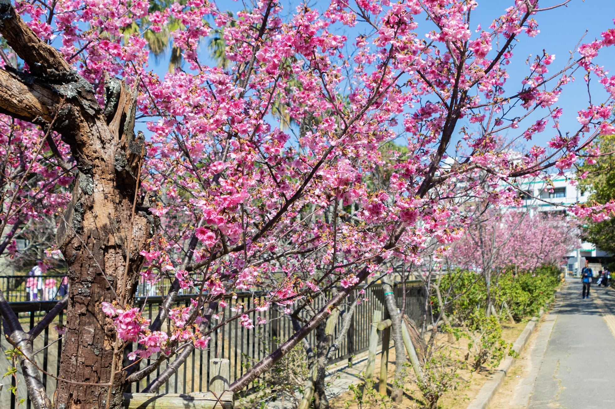 國際通附近的「與儀公園」也可賞櫻，對於觀光客來說很容易前往