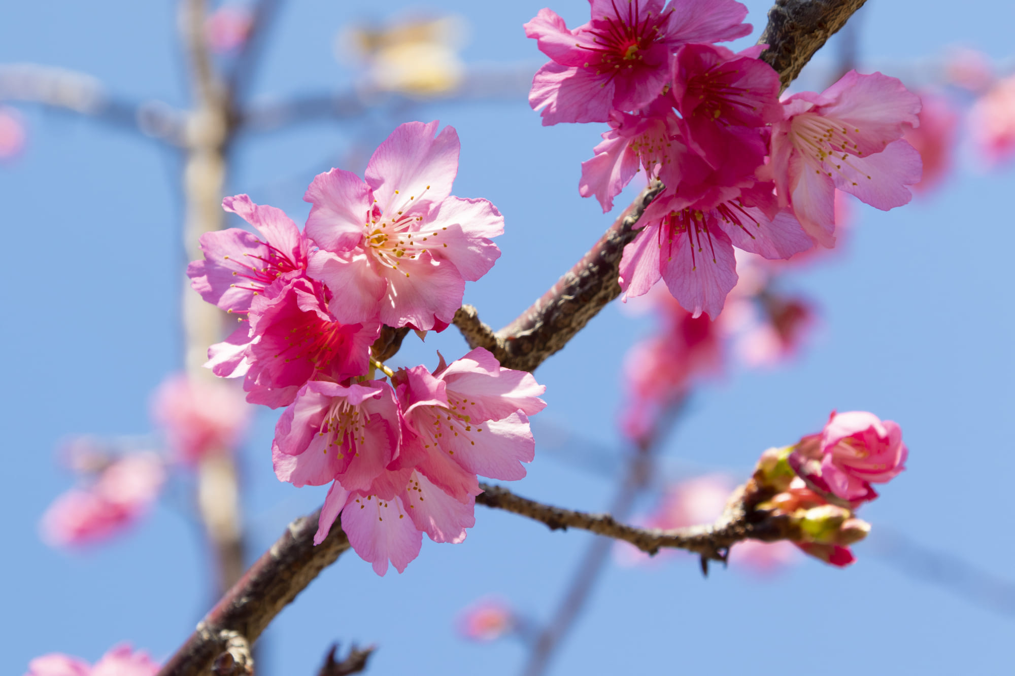 沖繩寒緋櫻和本島的染井吉野櫻相比，顏色較為鮮豔 