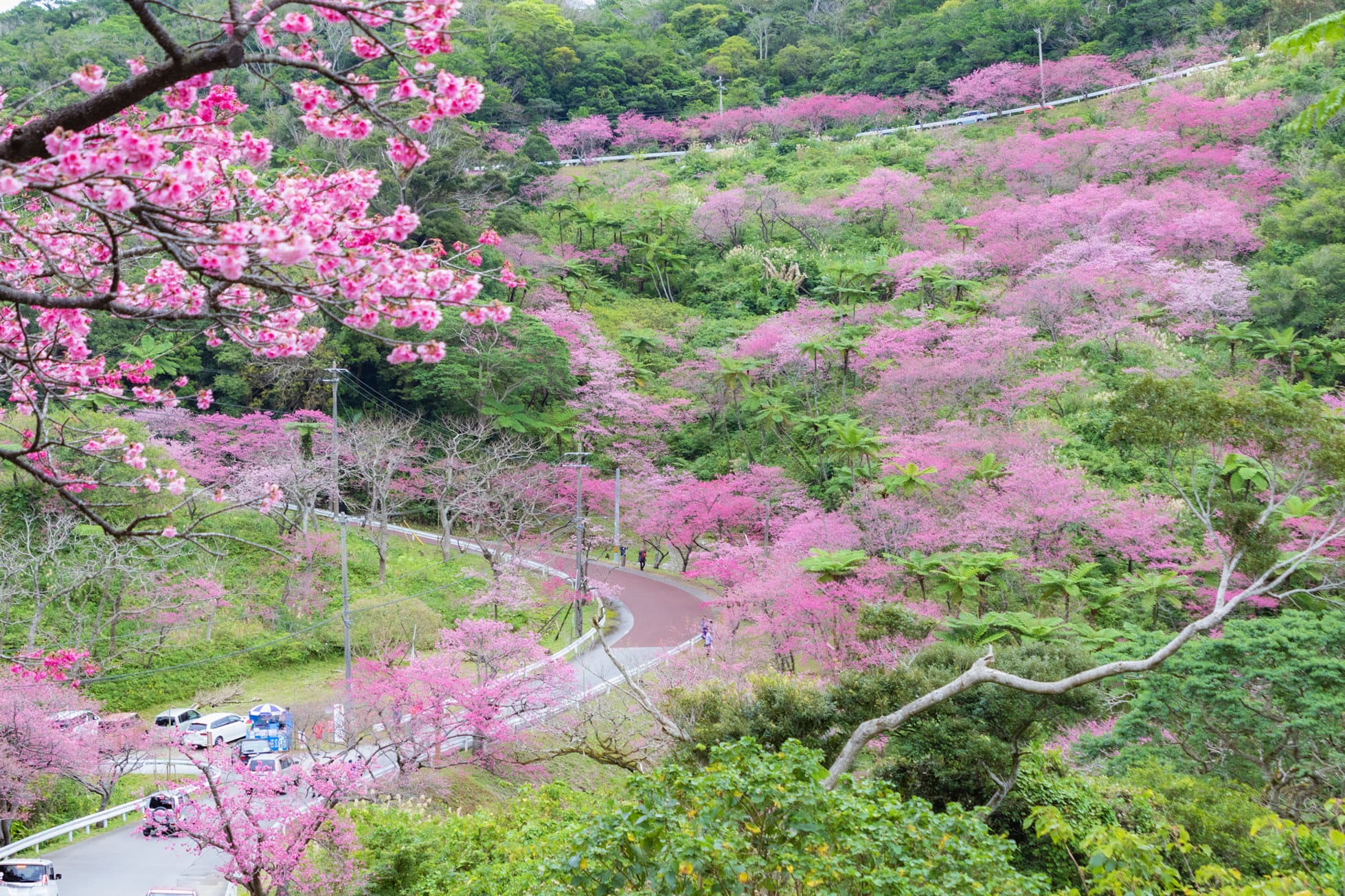 本部八重岳全長4公里的櫻花隧道