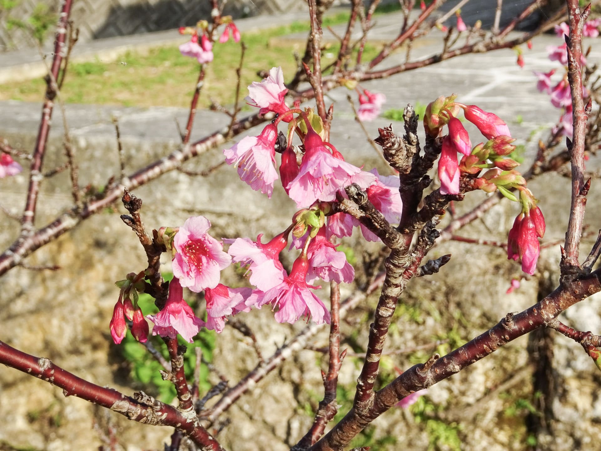 八重瀬城跡，園內有 500 棵寒緋櫻
