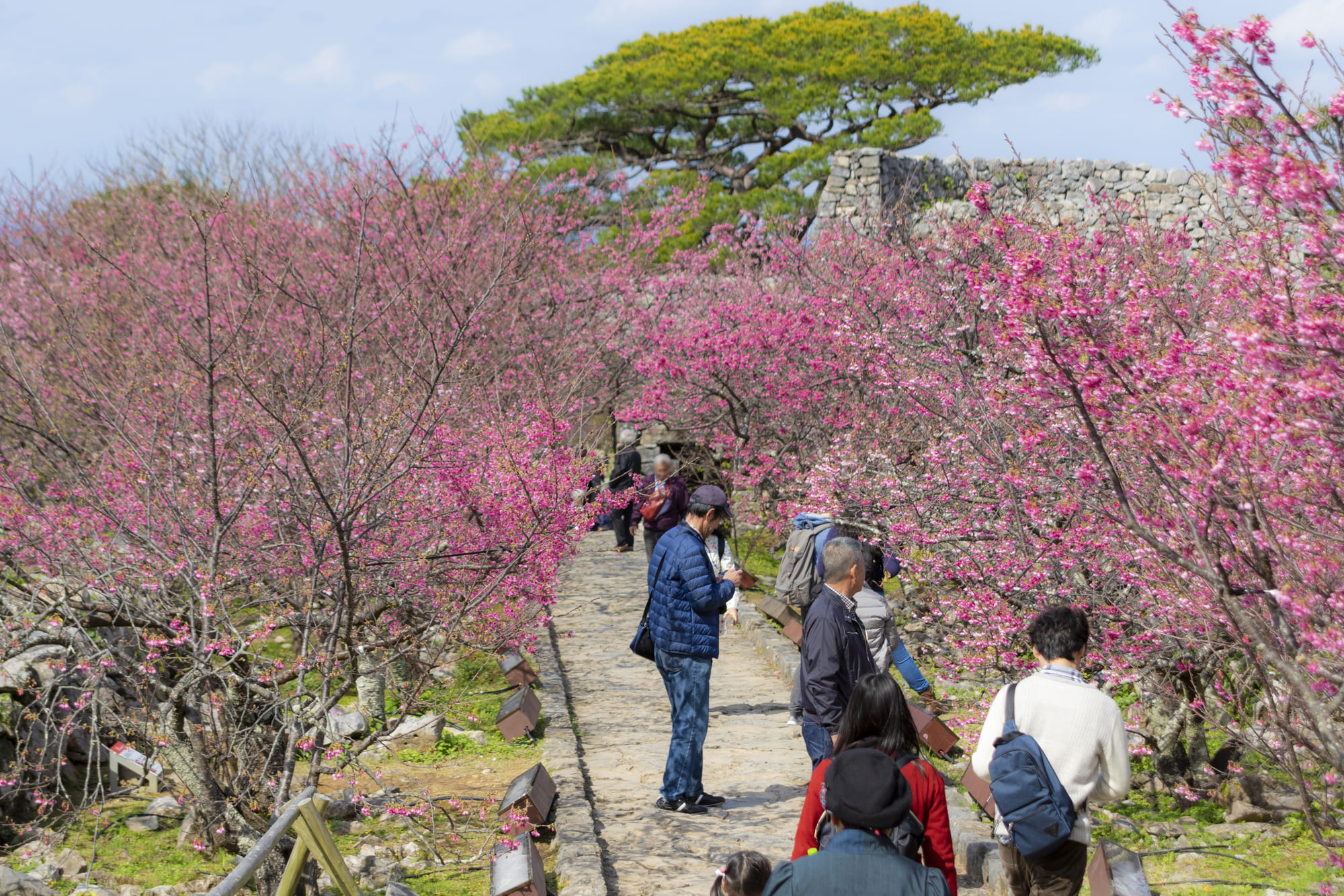 在世界遺產「今歸仁城跡」裡賞櫻花