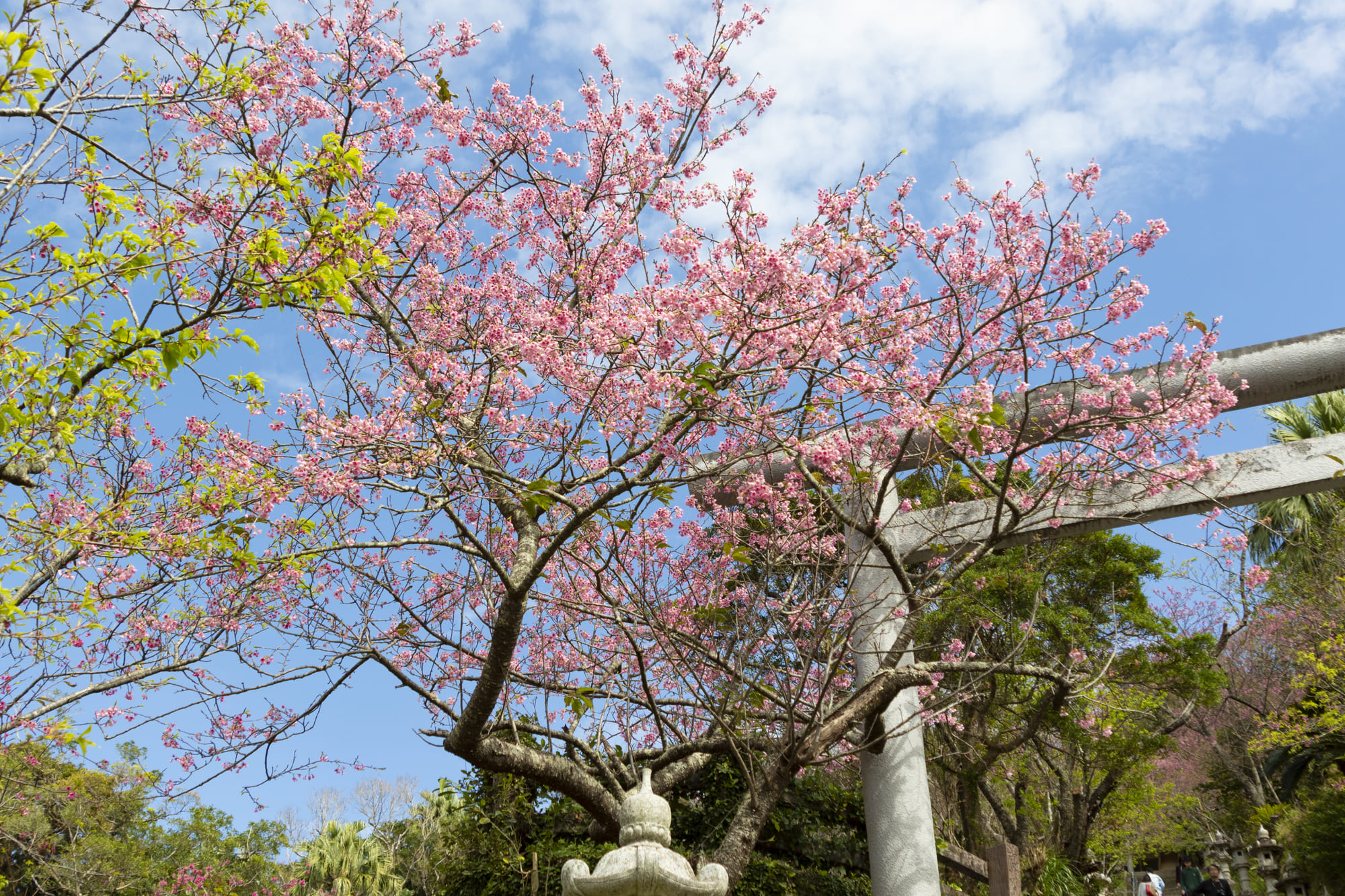 名護城鳥居與沖繩寒緋櫻