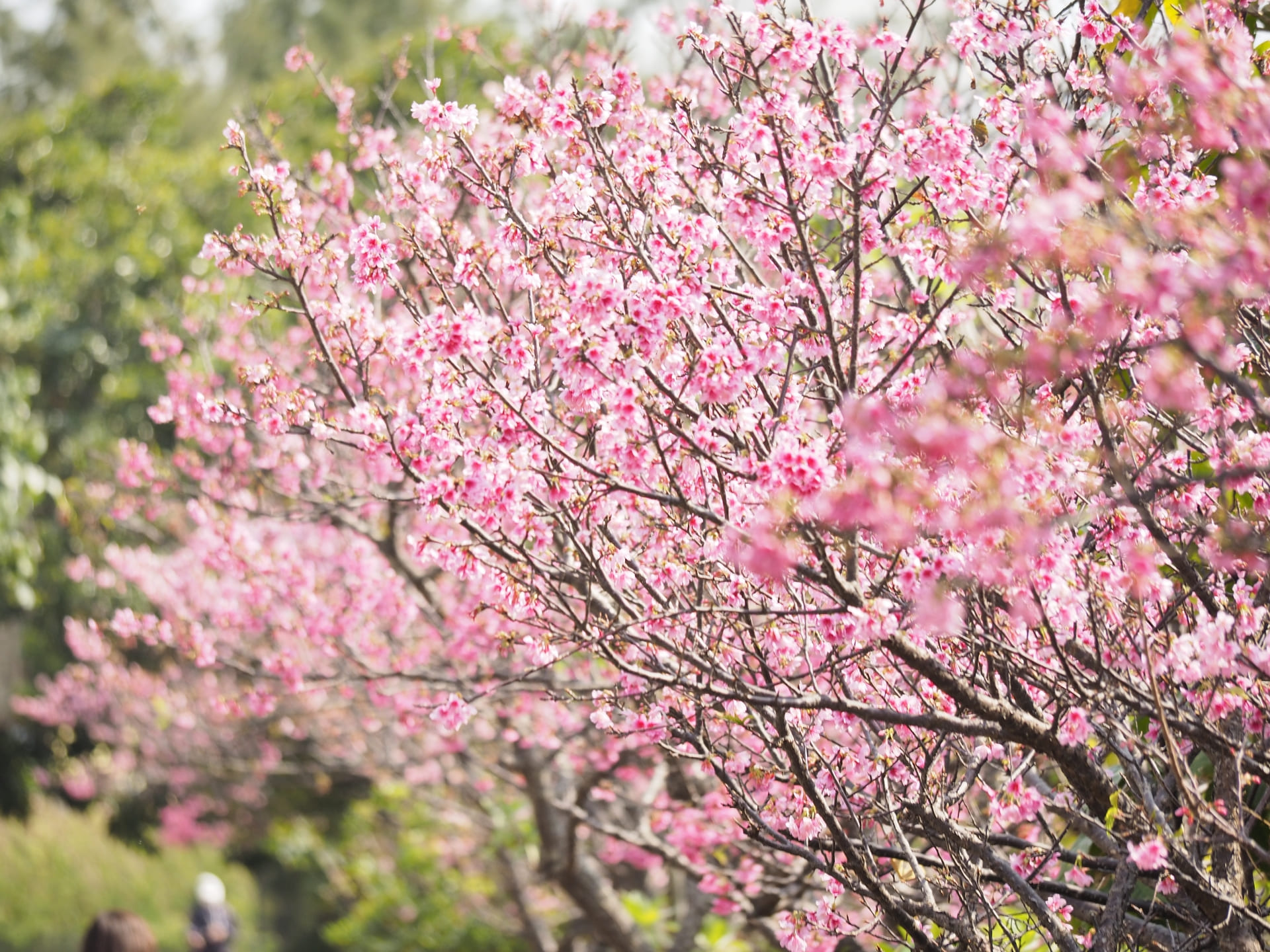 國際重要濕地「漫湖公園」的櫻花美景