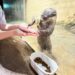 DMM Kariyushi水族館超詳細攻略！2025年全新設施、餵食預約、門票